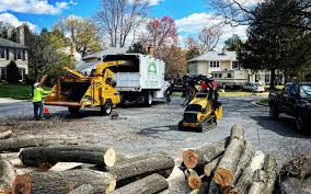 How Our Tree Care Process Works  in  Hillsville, VA