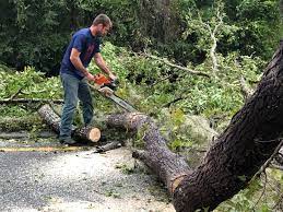 Best Emergency Tree Removal  in Hillsville, VA