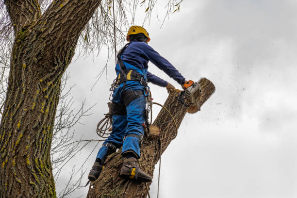 Best Tree Health Inspection  in Hillsville, VA