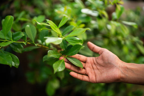 Best Tree Trimming and Pruning  in Hillsville, VA