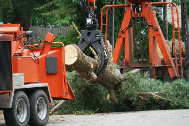 Best Tree Disease Treatment  in Hillsville, VA