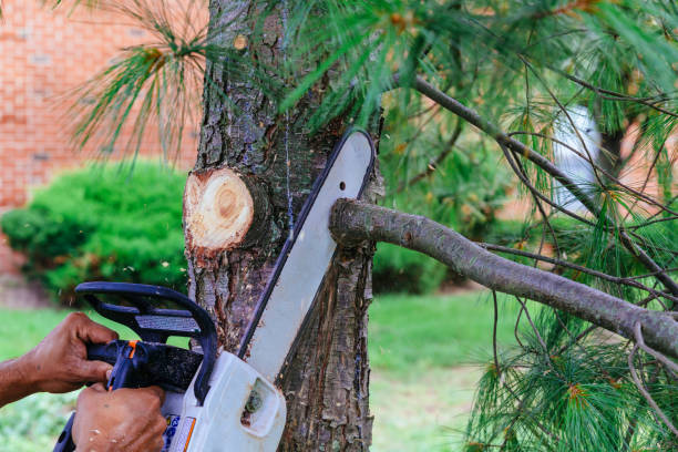 Trusted Hillsville, VA Tree Care Services Experts